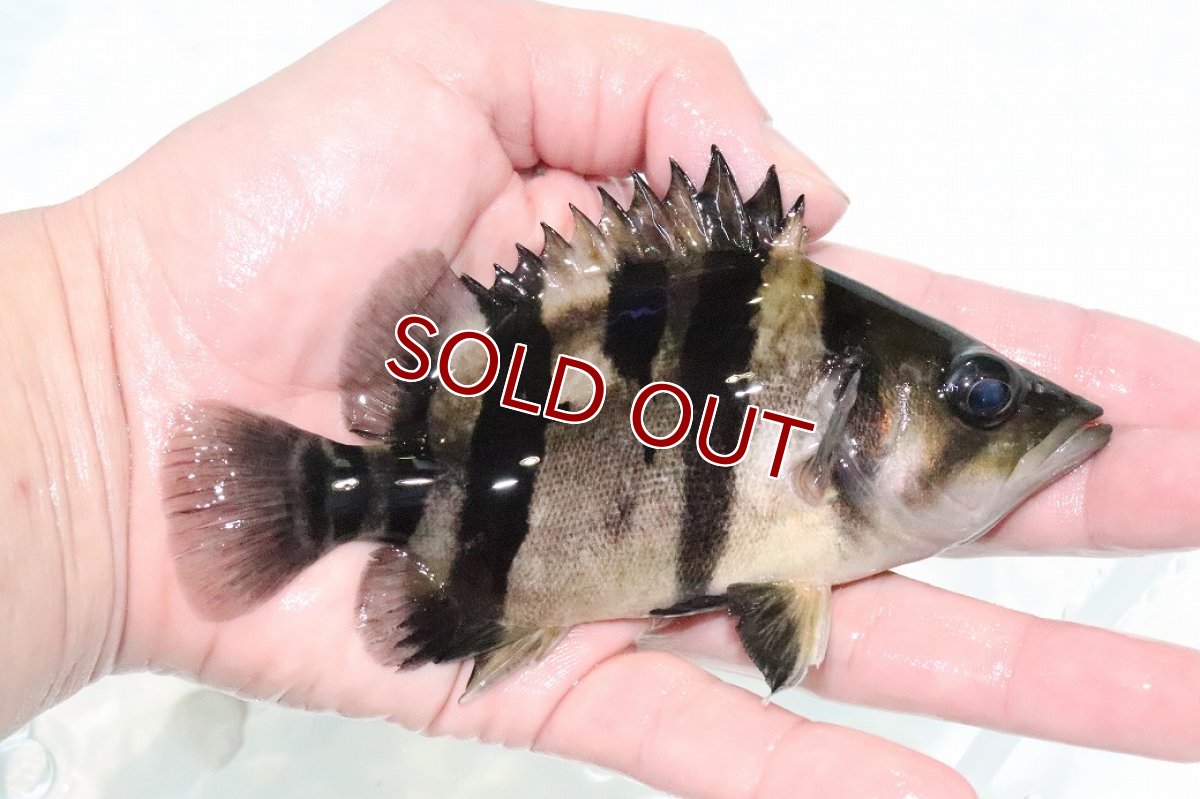 画像2: 【淡水魚】【通販】激安 大きい No5 ダトニオリアルバンド ワイルド【個体販売】(±14cm)(大型魚)(生体)(熱帯魚)NKO (2)