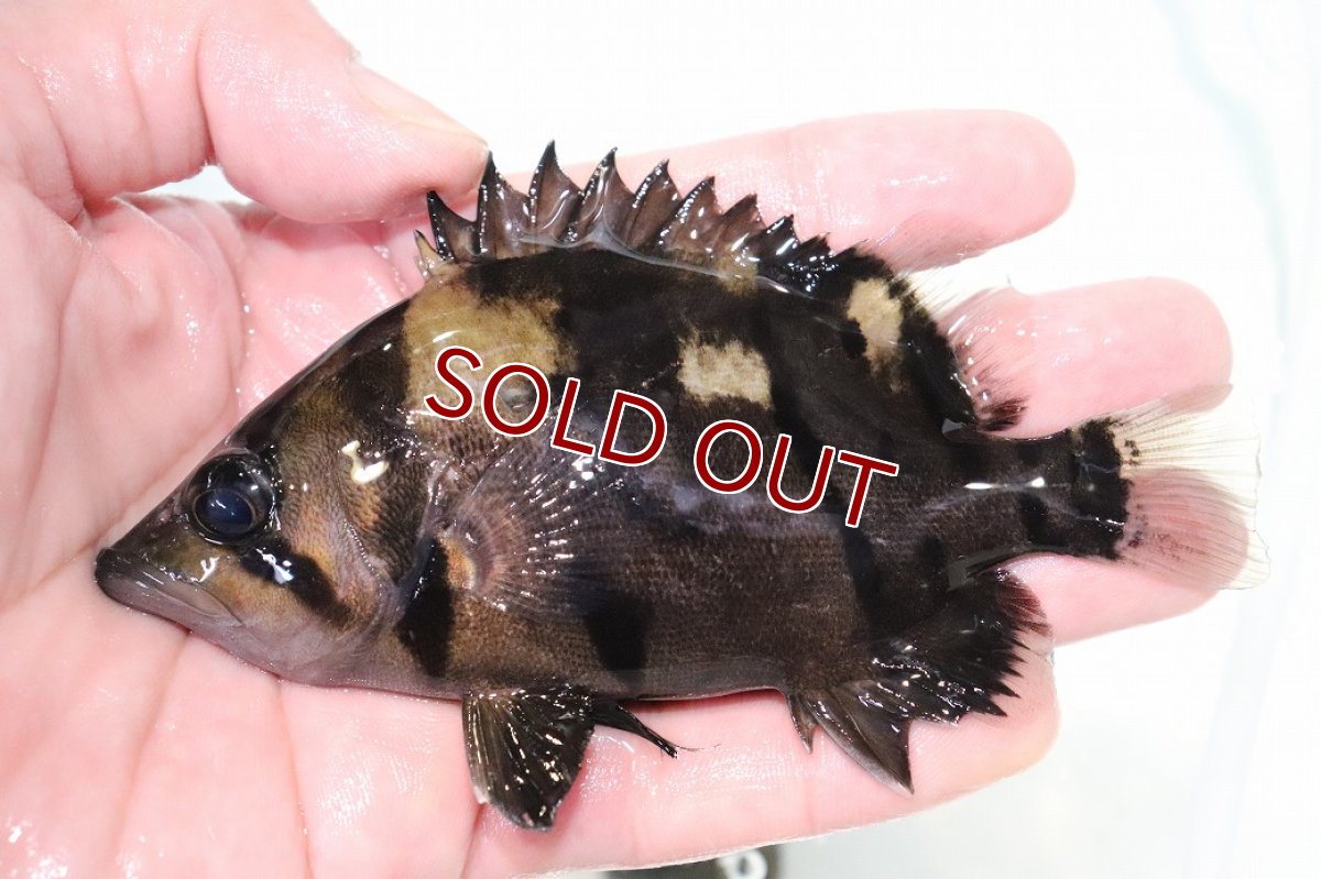 画像1: 【淡水魚】【通販】激安 大きい No6 ダトニオリアルバンド ワイルド【個体販売】(±13cm)(大型魚)(生体)(熱帯魚)NKO (1)