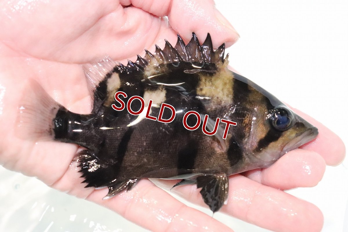 画像2: 【淡水魚】【通販】激安 大きい No6 ダトニオリアルバンド ワイルド【個体販売】(±13cm)(大型魚)(生体)(熱帯魚)NKO (2)