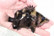 画像2: 【決算セール クーポンご利用で更に10％OFF対象商品】【淡水魚】【通販】激安 大きい No6 ダトニオリアルバンド ワイルド【個体販売】(±13cm)(大型魚)(生体)(熱帯魚)NKO (2)