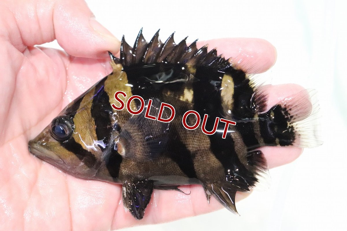 画像1: 【決算セール クーポンご利用で更に10％OFF対象商品】【淡水魚】【通販】激安 大きい No7 セミショート ダトニオリアルバンド ワイルド【個体販売】(±13cm)(大型魚)(生体)(熱帯魚)NKO (1)