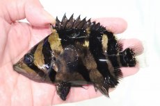 画像1: 【決算セール クーポンご利用で更に10％OFF対象商品】【淡水魚】【通販】激安 大きい No7 セミショート ダトニオリアルバンド ワイルド【個体販売】(±13cm)(大型魚)(生体)(熱帯魚)NKO (1)