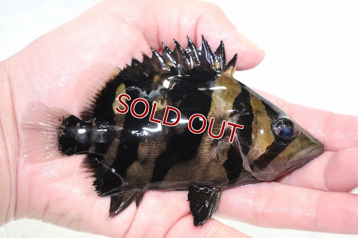 画像2: 【決算セール クーポンご利用で更に10％OFF対象商品】【淡水魚】【通販】激安 大きい No7 セミショート ダトニオリアルバンド ワイルド【個体販売】(±13cm)(大型魚)(生体)(熱帯魚)NKO (2)