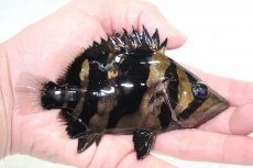 画像2: 【決算セール クーポンご利用で更に10％OFF対象商品】【淡水魚】【通販】激安 大きい No7 セミショート ダトニオリアルバンド ワイルド【個体販売】(±13cm)(大型魚)(生体)(熱帯魚)NKO (2)