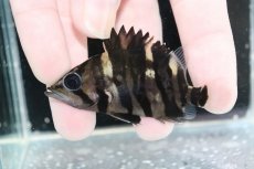 画像1: 【決算セール クーポンご利用で更に10％OFF対象商品】【淡水魚】【通販】No1 パーフェクトバンド スマトラタイガーダトニオ パレンバン産 ワイルド【個体販売】(±7cm)(生体)(熱帯魚)NKO (1)