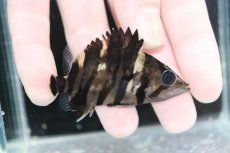 画像2: 【決算セール クーポンご利用で更に10％OFF対象商品】【淡水魚】【通販】No1 パーフェクトバンド スマトラタイガーダトニオ パレンバン産 ワイルド【個体販売】(±7cm)(生体)(熱帯魚)NKO (2)