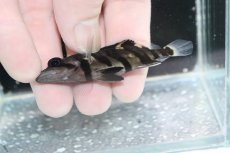 画像3: 【決算セール クーポンご利用で更に10％OFF対象商品】【淡水魚】【通販】No1 パーフェクトバンド スマトラタイガーダトニオ パレンバン産 ワイルド【個体販売】(±7cm)(生体)(熱帯魚)NKO (3)