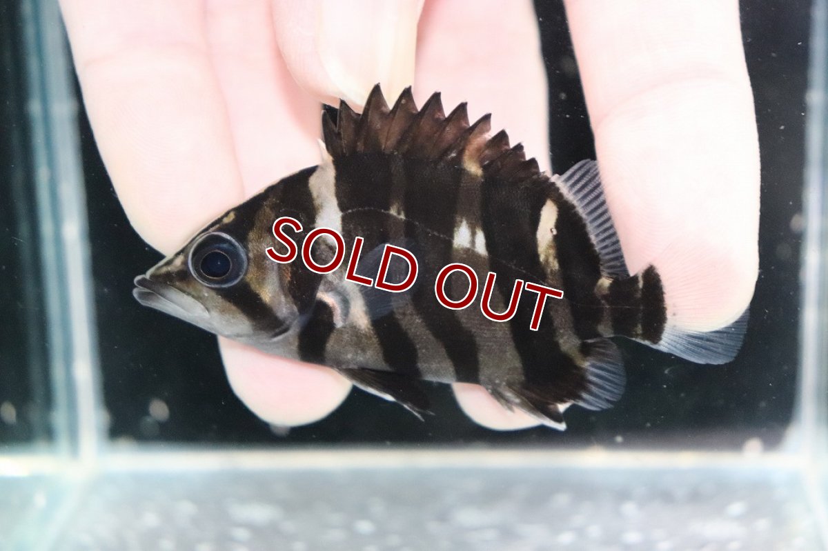 画像1: 【決算セール クーポンご利用で更に10％OFF対象商品】【淡水魚】【通販】No2 パーフェクトバンド スマトラタイガーダトニオ パレンバン産 ワイルド【個体販売】(±7cm)(生体)(熱帯魚)NKO (1)