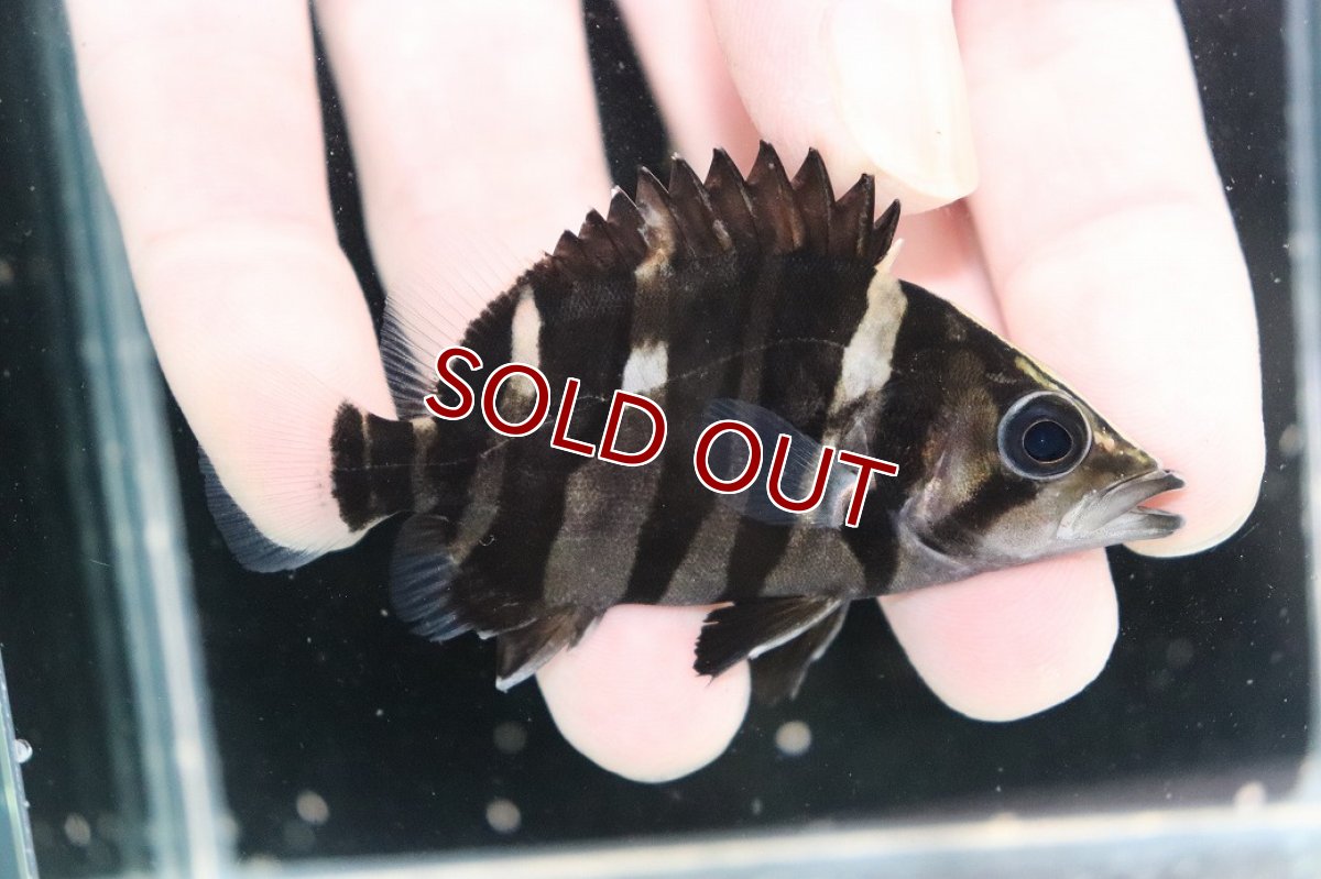 画像2: 【決算セール クーポンご利用で更に10％OFF対象商品】【淡水魚】【通販】No2 パーフェクトバンド スマトラタイガーダトニオ パレンバン産 ワイルド【個体販売】(±7cm)(生体)(熱帯魚)NKO (2)