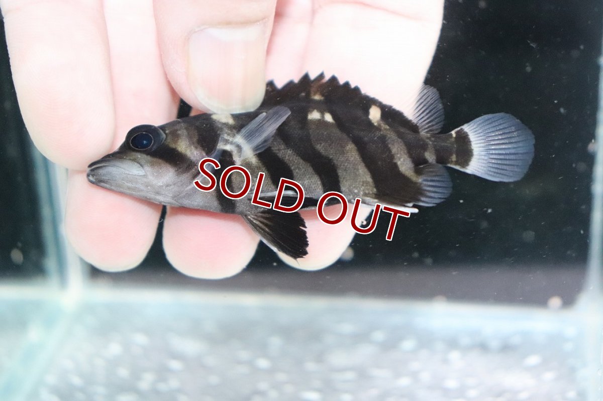 画像3: 【決算セール クーポンご利用で更に10％OFF対象商品】【淡水魚】【通販】No2 パーフェクトバンド スマトラタイガーダトニオ パレンバン産 ワイルド【個体販売】(±7cm)(生体)(熱帯魚)NKO (3)