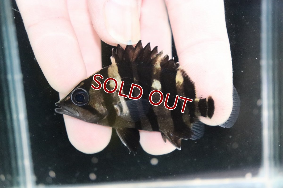 画像1: 【決算セール クーポンご利用で更に10％OFF対象商品】【淡水魚】【通販】No3 パーフェクトバンド スマトラタイガーダトニオ パレンバン産 ワイルド【個体販売】(±6.5cm)(生体)(熱帯魚)NKO (1)