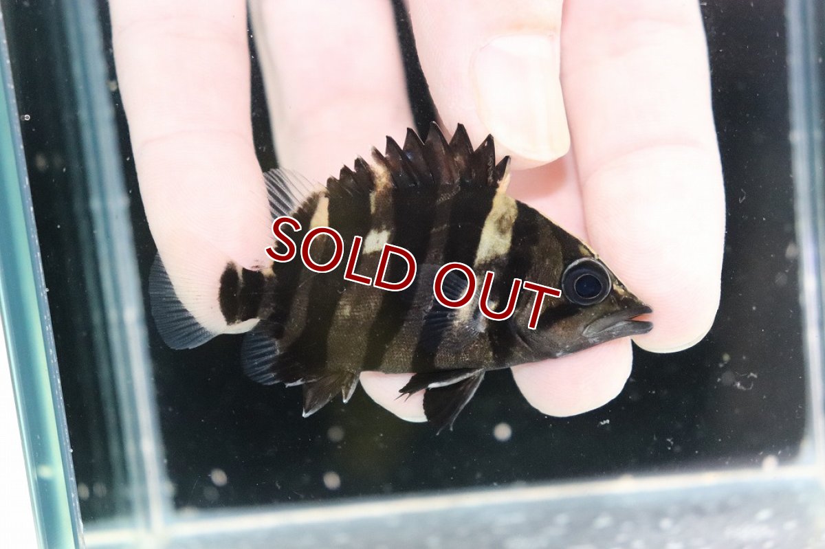 画像2: 【決算セール クーポンご利用で更に10％OFF対象商品】【淡水魚】【通販】No3 パーフェクトバンド スマトラタイガーダトニオ パレンバン産 ワイルド【個体販売】(±6.5cm)(生体)(熱帯魚)NKO (2)