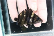 画像2: 【決算セール クーポンご利用で更に10％OFF対象商品】【淡水魚】【通販】No3 パーフェクトバンド スマトラタイガーダトニオ パレンバン産 ワイルド【個体販売】(±6.5cm)(生体)(熱帯魚)NKO (2)