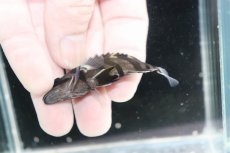 画像3: 【決算セール クーポンご利用で更に10％OFF対象商品】【淡水魚】【通販】No3 パーフェクトバンド スマトラタイガーダトニオ パレンバン産 ワイルド【個体販売】(±6.5cm)(生体)(熱帯魚)NKO (3)