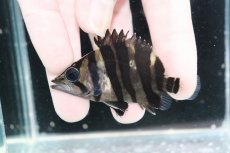 画像1: 【決算セール クーポンご利用で更に10％OFF対象商品】【淡水魚】【通販】No4 パーフェクトバンド スマトラタイガーダトニオ パレンバン産 ワイルド【個体販売】(±6.5cm)(生体)(熱帯魚)NKO (1)