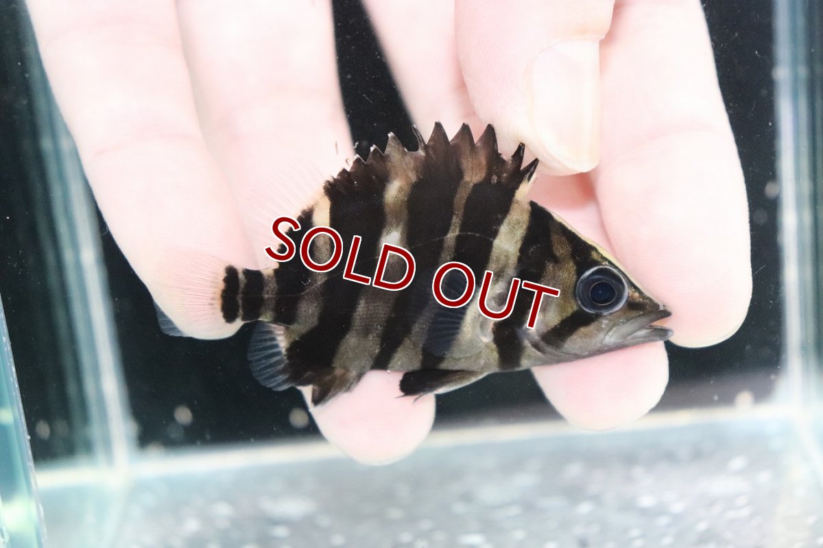 画像2: 【決算セール クーポンご利用で更に10％OFF対象商品】【淡水魚】【通販】No4 パーフェクトバンド スマトラタイガーダトニオ パレンバン産 ワイルド【個体販売】(±6.5cm)(生体)(熱帯魚)NKO (2)