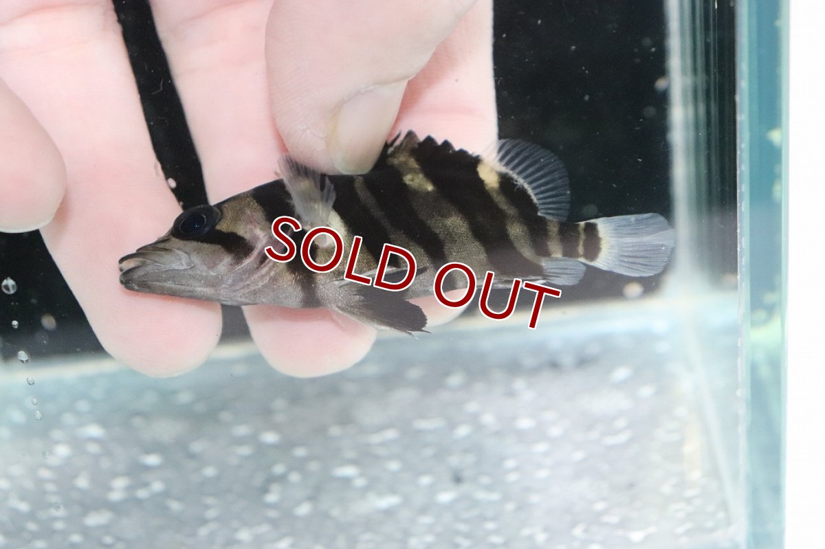 画像3: 【決算セール クーポンご利用で更に10％OFF対象商品】【淡水魚】【通販】No4 パーフェクトバンド スマトラタイガーダトニオ パレンバン産 ワイルド【個体販売】(±6.5cm)(生体)(熱帯魚)NKO (3)
