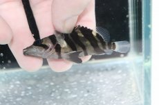 画像3: 【決算セール クーポンご利用で更に10％OFF対象商品】【淡水魚】【通販】No4 パーフェクトバンド スマトラタイガーダトニオ パレンバン産 ワイルド【個体販売】(±6.5cm)(生体)(熱帯魚)NKO (3)