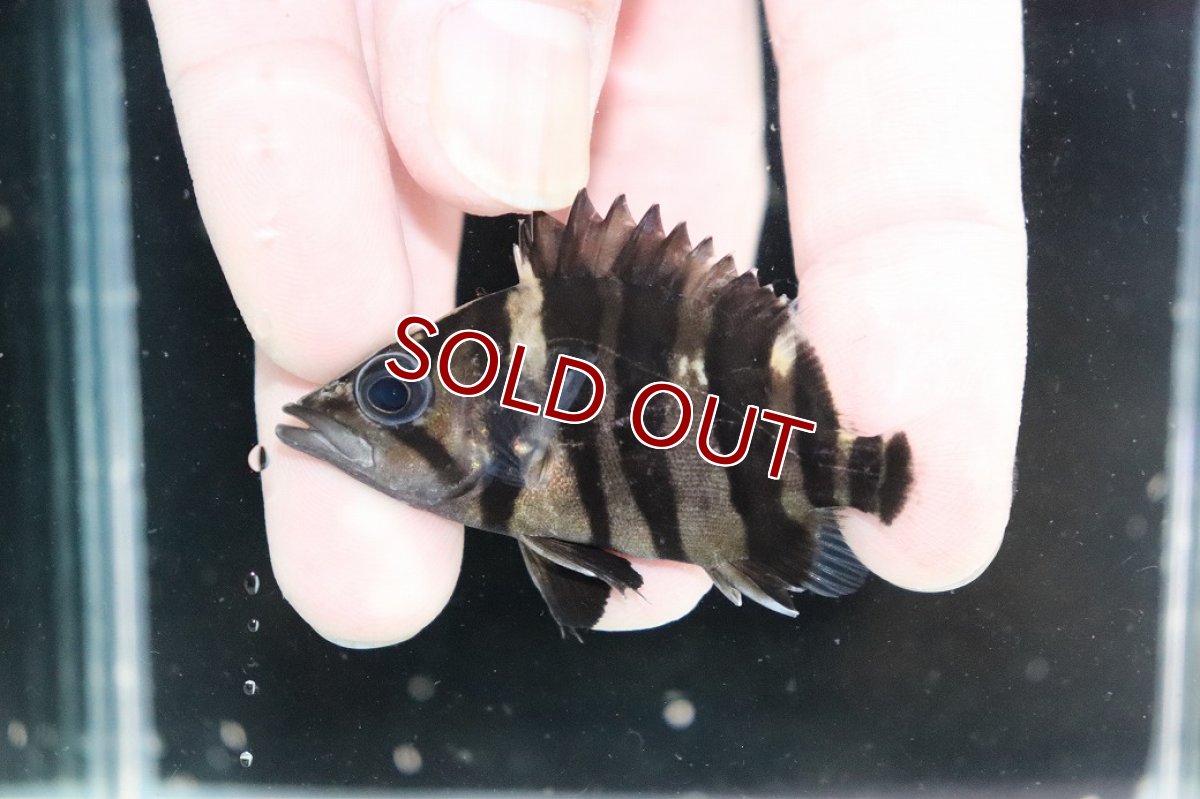 画像1: 【淡水魚】【通販】No5 パーフェクトバンド スマトラタイガーダトニオ パレンバン産 ワイルド【個体販売】(±6cm)(生体)(熱帯魚)NKO (1)