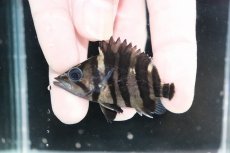 画像1: 【決算セール クーポンご利用で更に10％OFF対象商品】【淡水魚】【通販】No5 パーフェクトバンド スマトラタイガーダトニオ パレンバン産 ワイルド【個体販売】(±6cm)(生体)(熱帯魚)NKO (1)