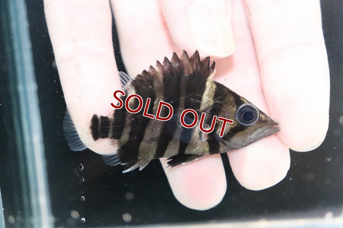 画像2: 【淡水魚】【通販】No5 パーフェクトバンド スマトラタイガーダトニオ パレンバン産 ワイルド【個体販売】(±6cm)(生体)(熱帯魚)NKO (2)