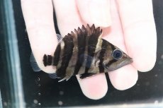 画像2: 【決算セール クーポンご利用で更に10％OFF対象商品】【淡水魚】【通販】No5 パーフェクトバンド スマトラタイガーダトニオ パレンバン産 ワイルド【個体販売】(±6cm)(生体)(熱帯魚)NKO (2)