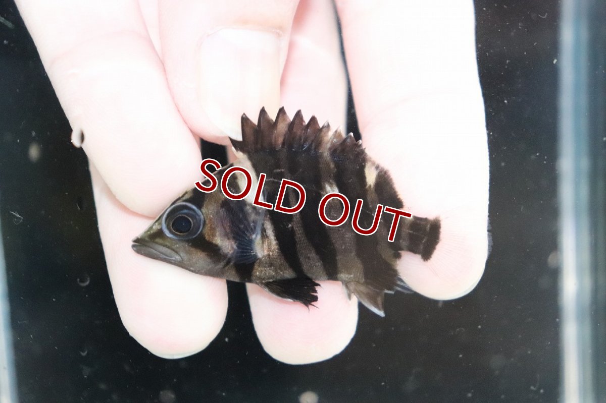 画像1: 【淡水魚】【通販】No6 パーフェクトバンド スマトラタイガーダトニオ パレンバン産 ワイルド【個体販売】(±5.5cm)(生体)(熱帯魚)NKO (1)