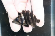 画像1: 【決算セール クーポンご利用で更に10％OFF対象商品】【淡水魚】【通販】No6 パーフェクトバンド スマトラタイガーダトニオ パレンバン産 ワイルド【個体販売】(±5.5cm)(生体)(熱帯魚)NKO (1)