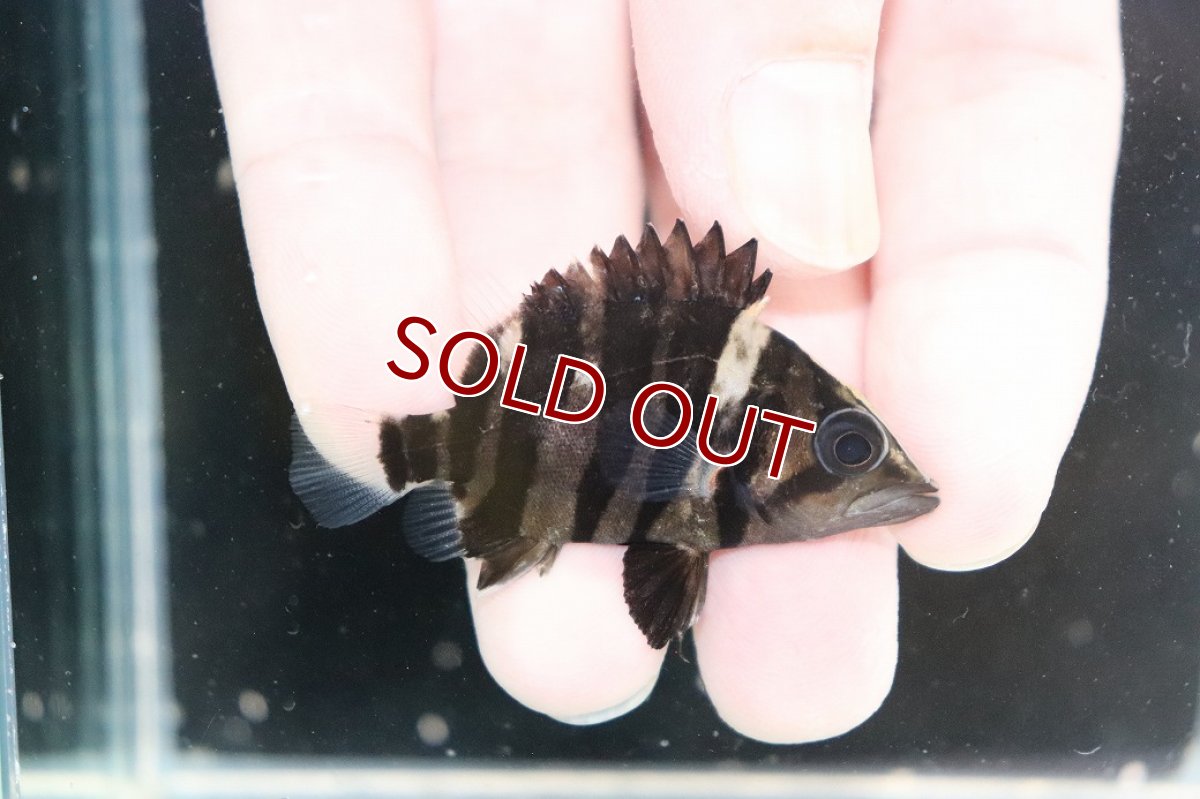 画像2: 【淡水魚】【通販】No6 パーフェクトバンド スマトラタイガーダトニオ パレンバン産 ワイルド【個体販売】(±5.5cm)(生体)(熱帯魚)NKO (2)