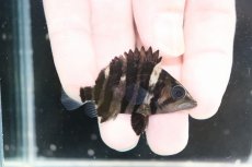 画像2: 【決算セール クーポンご利用で更に10％OFF対象商品】【淡水魚】【通販】No6 パーフェクトバンド スマトラタイガーダトニオ パレンバン産 ワイルド【個体販売】(±5.5cm)(生体)(熱帯魚)NKO (2)