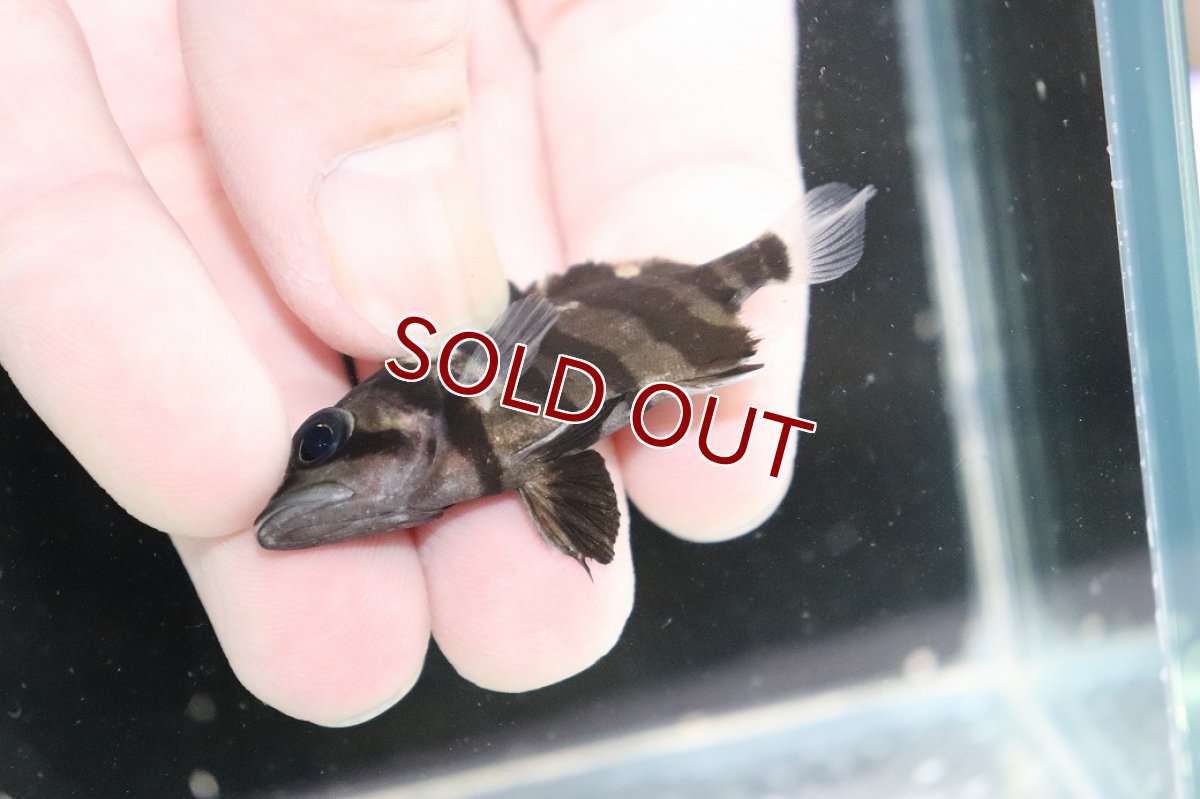 画像3: 【淡水魚】【通販】No6 パーフェクトバンド スマトラタイガーダトニオ パレンバン産 ワイルド【個体販売】(±5.5cm)(生体)(熱帯魚)NKO (3)
