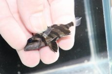 画像3: 【決算セール クーポンご利用で更に10％OFF対象商品】【淡水魚】【通販】No6 パーフェクトバンド スマトラタイガーダトニオ パレンバン産 ワイルド【個体販売】(±5.5cm)(生体)(熱帯魚)NKO (3)