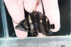 画像1: 【決算セール クーポンご利用で更に10％OFF対象商品】【淡水魚】【通販】No7 パーフェクトバンド スマトラタイガーダトニオ パレンバン産 ワイルド【個体販売】(±6cm)(生体)(熱帯魚)NKO (1)