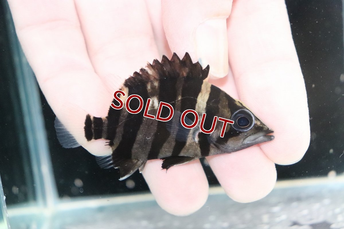 画像2: 【決算セール クーポンご利用で更に10％OFF対象商品】【淡水魚】【通販】No7 パーフェクトバンド スマトラタイガーダトニオ パレンバン産 ワイルド【個体販売】(±6cm)(生体)(熱帯魚)NKO (2)