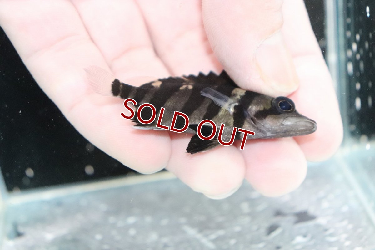 画像3: 【決算セール クーポンご利用で更に10％OFF対象商品】【淡水魚】【通販】No7 パーフェクトバンド スマトラタイガーダトニオ パレンバン産 ワイルド【個体販売】(±6cm)(生体)(熱帯魚)NKO (3)