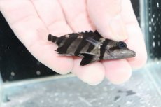 画像3: 【決算セール クーポンご利用で更に10％OFF対象商品】【淡水魚】【通販】No7 パーフェクトバンド スマトラタイガーダトニオ パレンバン産 ワイルド【個体販売】(±6cm)(生体)(熱帯魚)NKO (3)