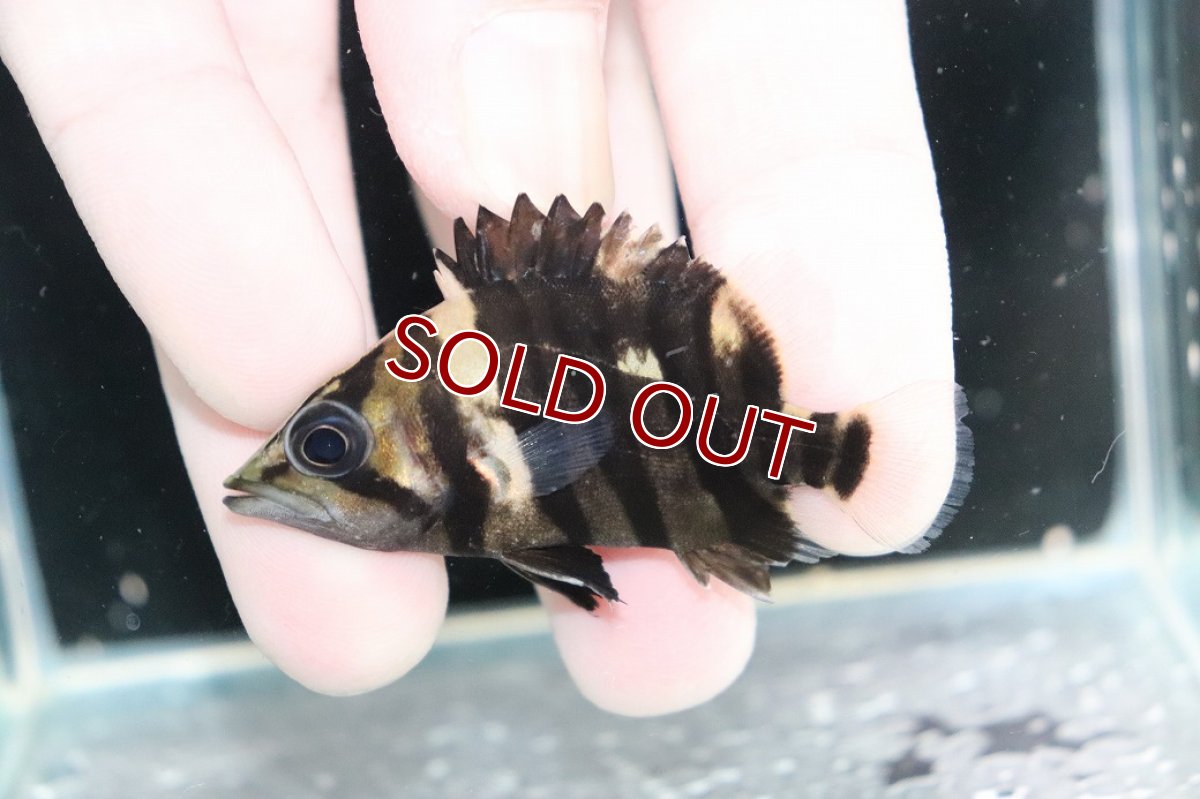 画像1: 【決算セール クーポンご利用で更に10％OFF対象商品】【淡水魚】【通販】No8 パーフェクトバンド スマトラタイガーダトニオ パレンバン産 ワイルド【個体販売】(±5.5cm)(生体)(熱帯魚)NKO (1)