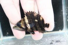 画像1: 【決算セール クーポンご利用で更に10％OFF対象商品】【淡水魚】【通販】No8 パーフェクトバンド スマトラタイガーダトニオ パレンバン産 ワイルド【個体販売】(±5.5cm)(生体)(熱帯魚)NKO (1)