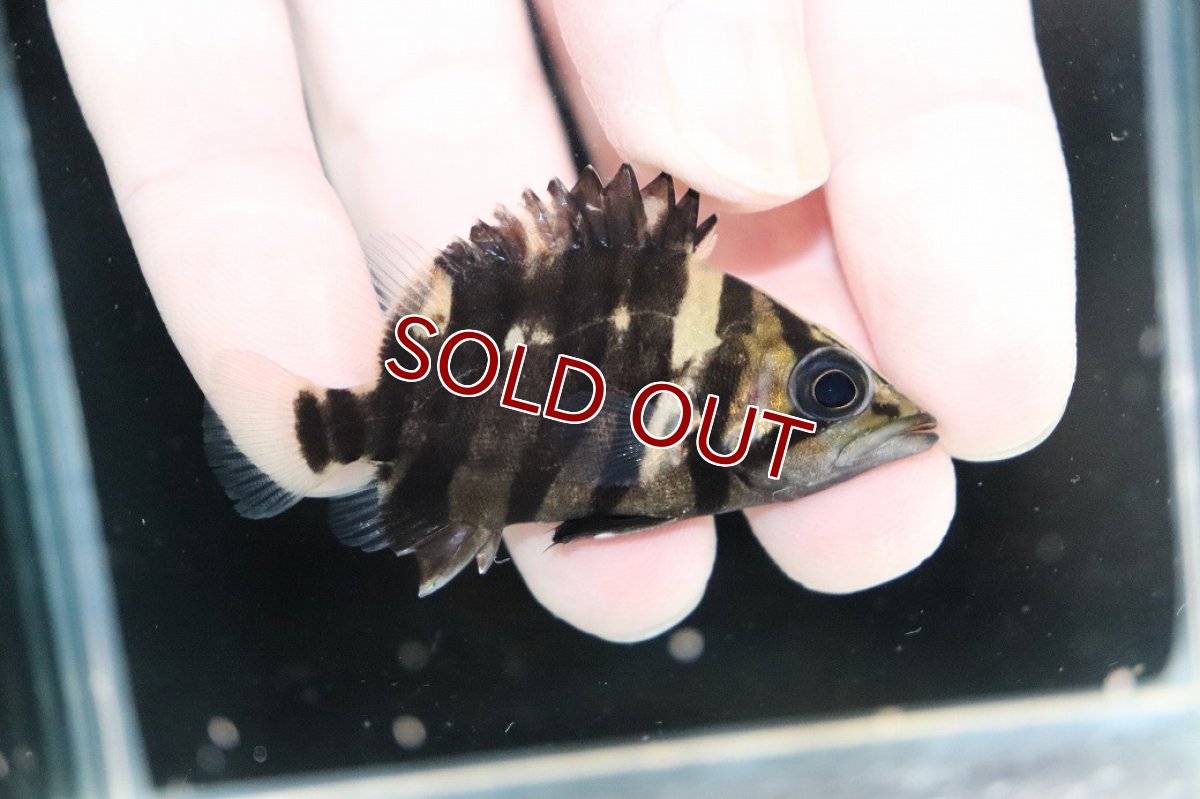 画像2: 【決算セール クーポンご利用で更に10％OFF対象商品】【淡水魚】【通販】No8 パーフェクトバンド スマトラタイガーダトニオ パレンバン産 ワイルド【個体販売】(±5.5cm)(生体)(熱帯魚)NKO (2)