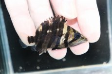 画像2: 【決算セール クーポンご利用で更に10％OFF対象商品】【淡水魚】【通販】No8 パーフェクトバンド スマトラタイガーダトニオ パレンバン産 ワイルド【個体販売】(±5.5cm)(生体)(熱帯魚)NKO (2)