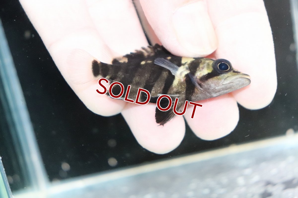 画像3: 【決算セール クーポンご利用で更に10％OFF対象商品】【淡水魚】【通販】No8 パーフェクトバンド スマトラタイガーダトニオ パレンバン産 ワイルド【個体販売】(±5.5cm)(生体)(熱帯魚)NKO (3)