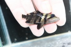 画像3: 【決算セール クーポンご利用で更に10％OFF対象商品】【淡水魚】【通販】No8 パーフェクトバンド スマトラタイガーダトニオ パレンバン産 ワイルド【個体販売】(±5.5cm)(生体)(熱帯魚)NKO (3)