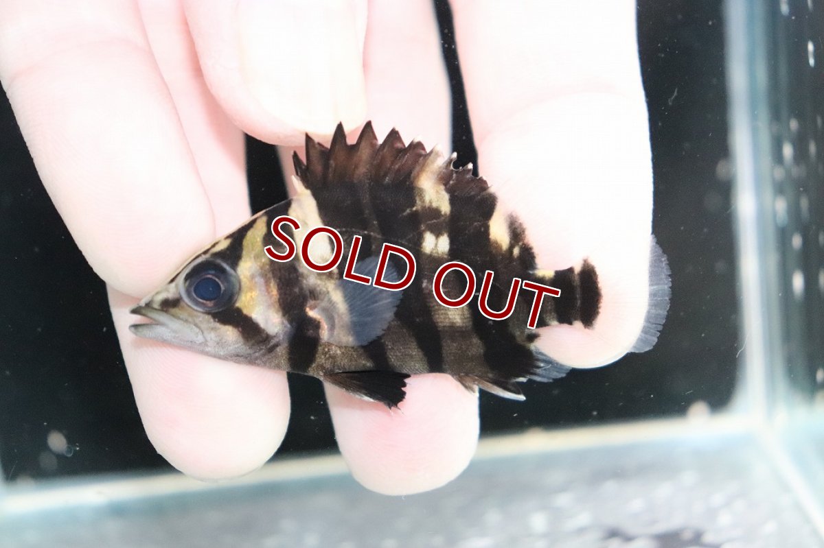 画像1: 【淡水魚】【通販】No9 パーフェクトバンド スマトラタイガーダトニオ パレンバン産 ワイルド【個体販売】(±6cm)(生体)(熱帯魚)NKO (1)