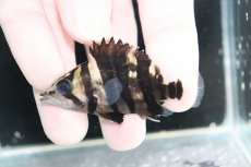 画像1: 【決算セール クーポンご利用で更に10％OFF対象商品】【淡水魚】【通販】No9 パーフェクトバンド スマトラタイガーダトニオ パレンバン産 ワイルド【個体販売】(±6cm)(生体)(熱帯魚)NKO (1)