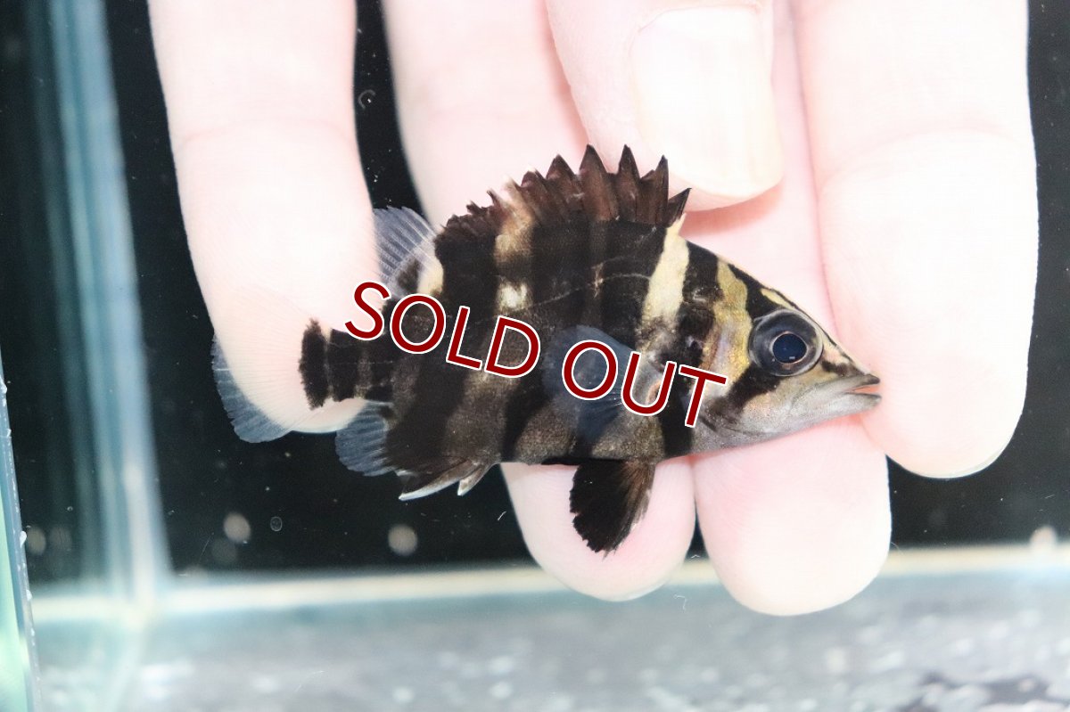 画像2: 【淡水魚】【通販】No9 パーフェクトバンド スマトラタイガーダトニオ パレンバン産 ワイルド【個体販売】(±6cm)(生体)(熱帯魚)NKO (2)