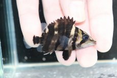 画像2: 【決算セール クーポンご利用で更に10％OFF対象商品】【淡水魚】【通販】No9 パーフェクトバンド スマトラタイガーダトニオ パレンバン産 ワイルド【個体販売】(±6cm)(生体)(熱帯魚)NKO (2)