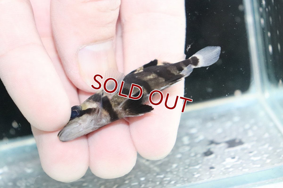 画像3: 【淡水魚】【通販】No9 パーフェクトバンド スマトラタイガーダトニオ パレンバン産 ワイルド【個体販売】(±6cm)(生体)(熱帯魚)NKO (3)