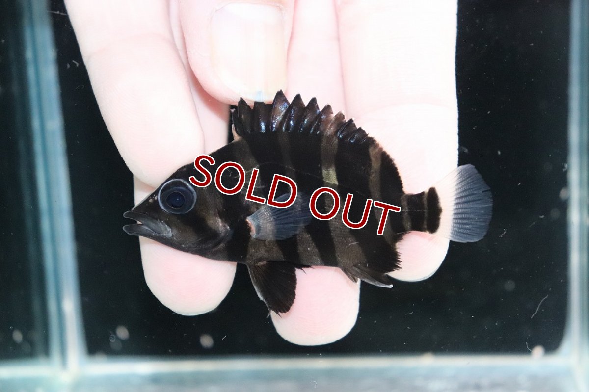 画像1: 【淡水魚】【通販】No10 パーフェクトバンド スマトラタイガーダトニオ パレンバン産 ワイルド【個体販売】(±6cm)(生体)(熱帯魚)NKO (1)