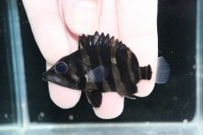 画像1: 【決算セール クーポンご利用で更に10％OFF対象商品】【淡水魚】【通販】No10 パーフェクトバンド スマトラタイガーダトニオ パレンバン産 ワイルド【個体販売】(±6cm)(生体)(熱帯魚)NKO (1)