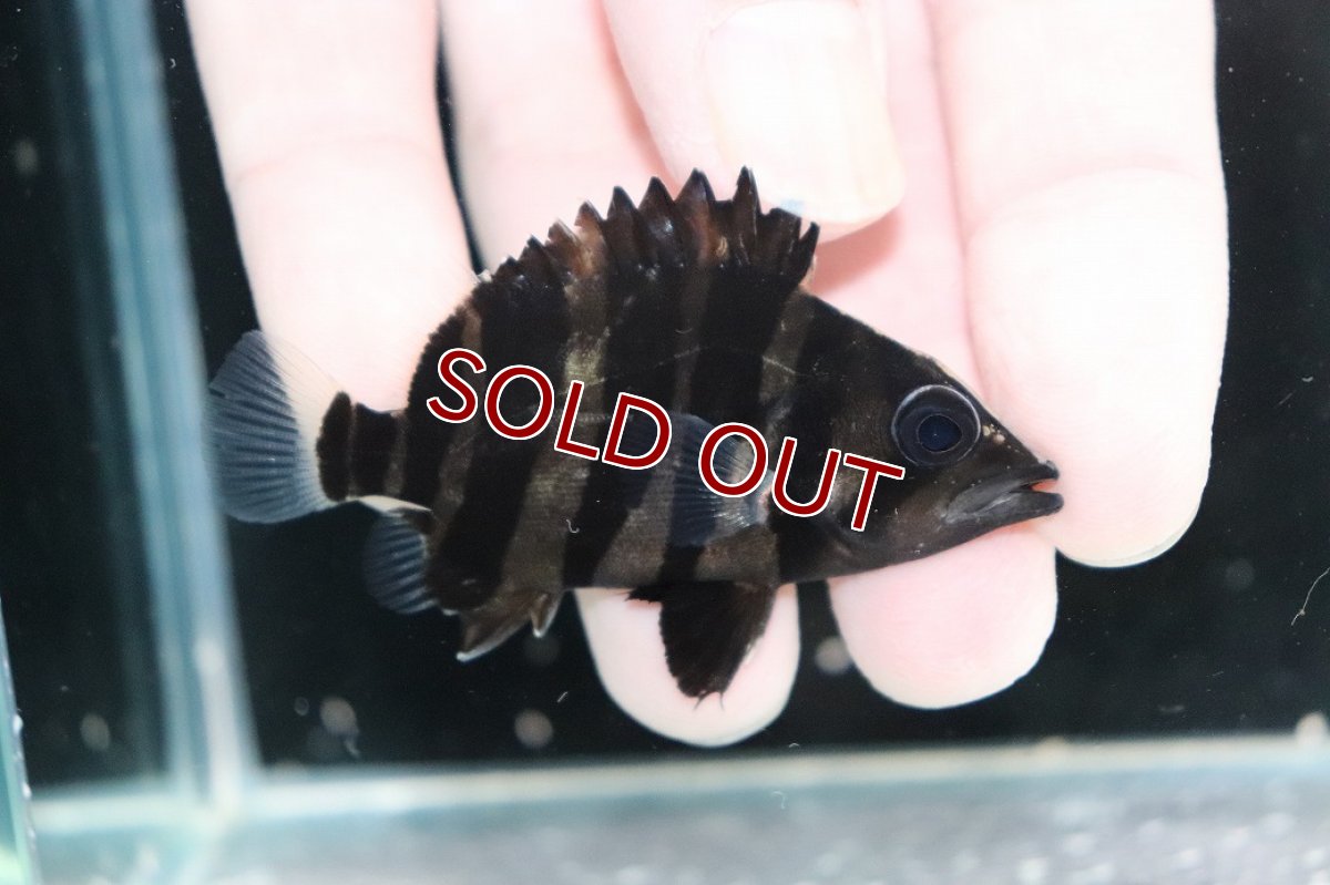 画像2: 【淡水魚】【通販】No10 パーフェクトバンド スマトラタイガーダトニオ パレンバン産 ワイルド【個体販売】(±6cm)(生体)(熱帯魚)NKO (2)